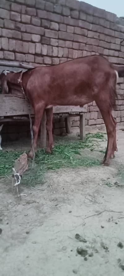 Eid ke liye bakra kharide.