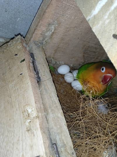 love birds
