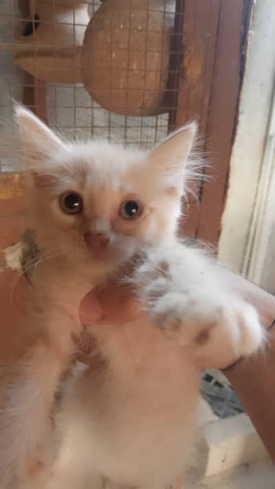 4 kitten females
