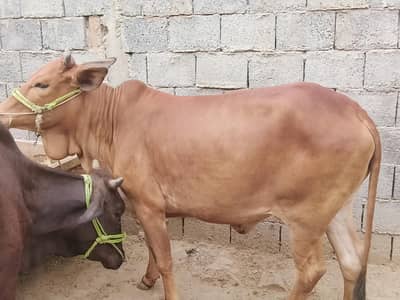 qurbani kaleya tayyar
