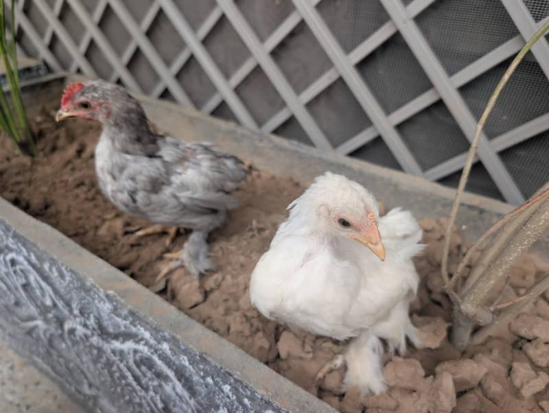 mix chicks 0