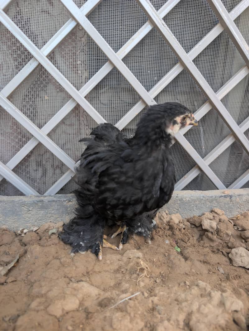 mix chicks 1