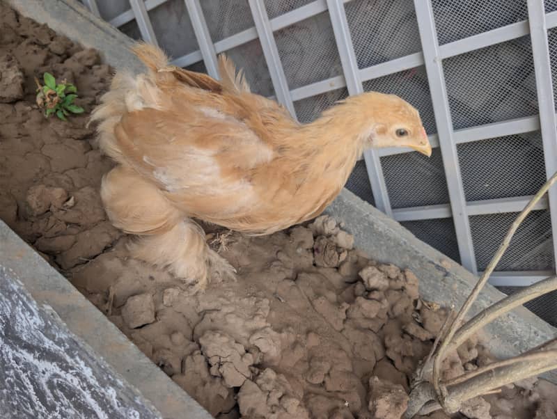 mix chicks 2