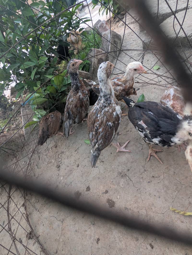 mix chicks 3