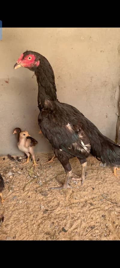 Black lasani chicks available for sale contact [03123543634]