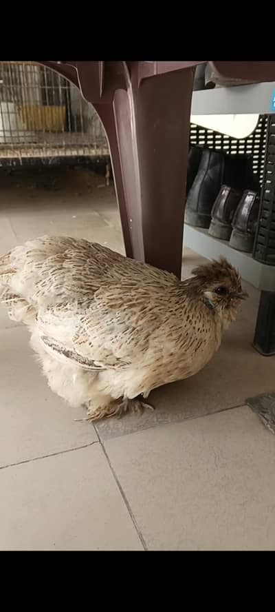 Bantam x silkie