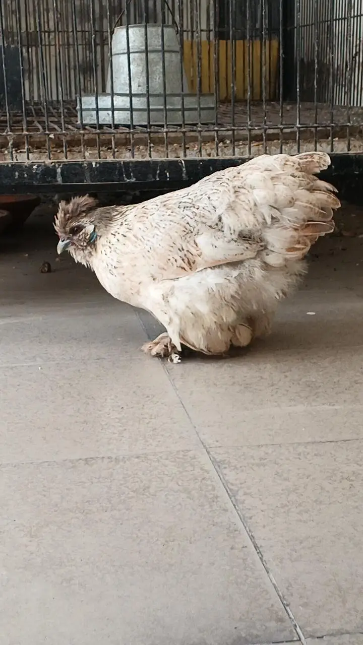 Bantam x silkie — photo 2