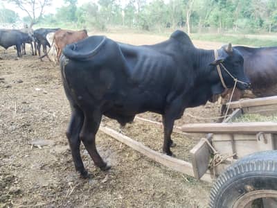 bull for sale