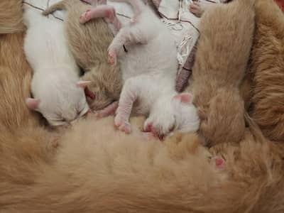 Persian Kittens, White And Silver Brown