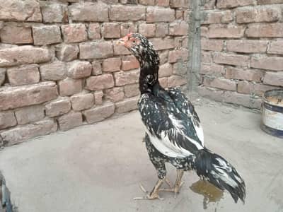 lassani mushkl Madi urgent for sale 03052593845