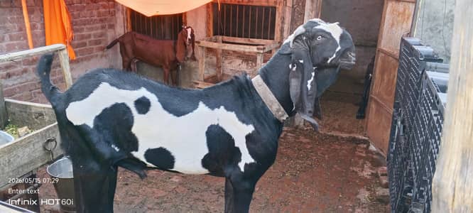 beetal Bakra pure