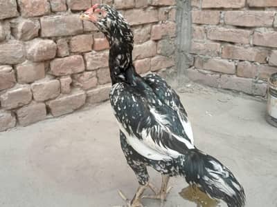 lassani mushkl Madi urgent for sale 03052593845