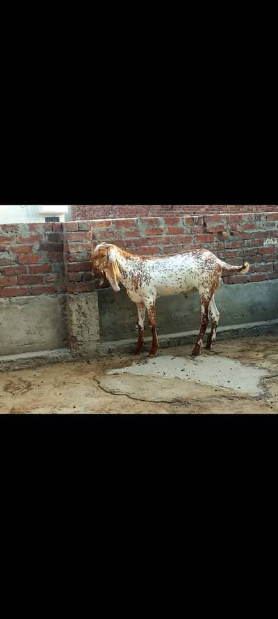 makhi cheeni jorai fresh 2 dant