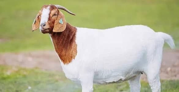 bakra zibah k lie rabta krn