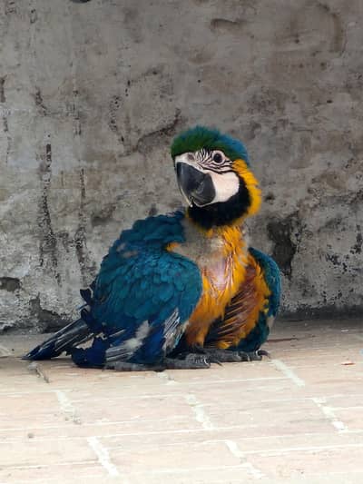 blue and gold macow