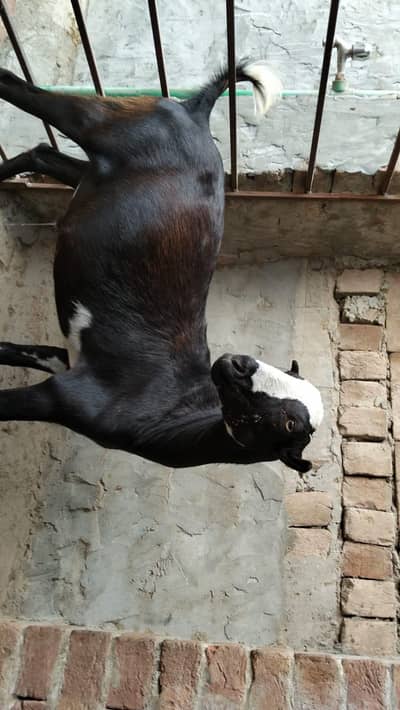 tadi Bakra fo qurbani 2026