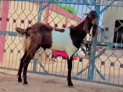 Bakry and Sheep's available for Qurbani