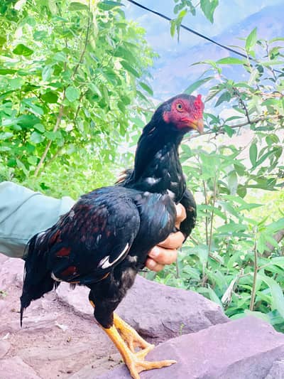 aseel lasani