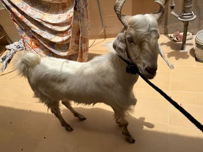 2 dant  khasi bakra for sell