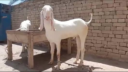 Qurbani ke Liye Bakra For Sale/ 03226643435)