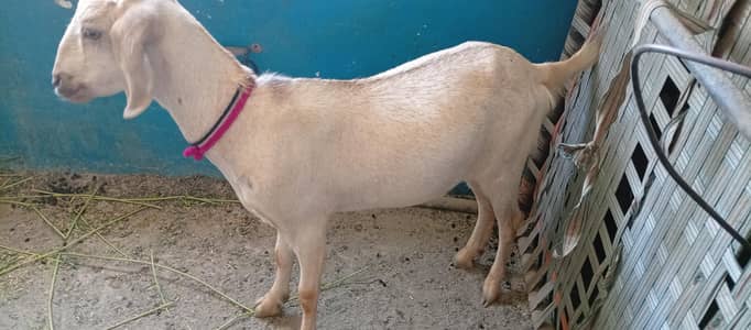 5 bakre for sale