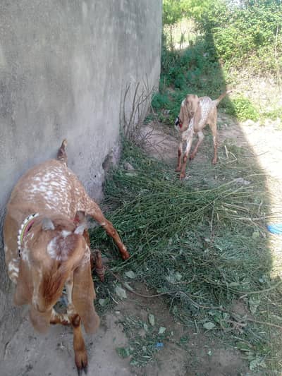 makkhi cheeni