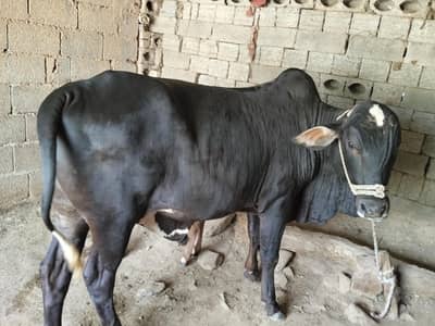 bull for sale