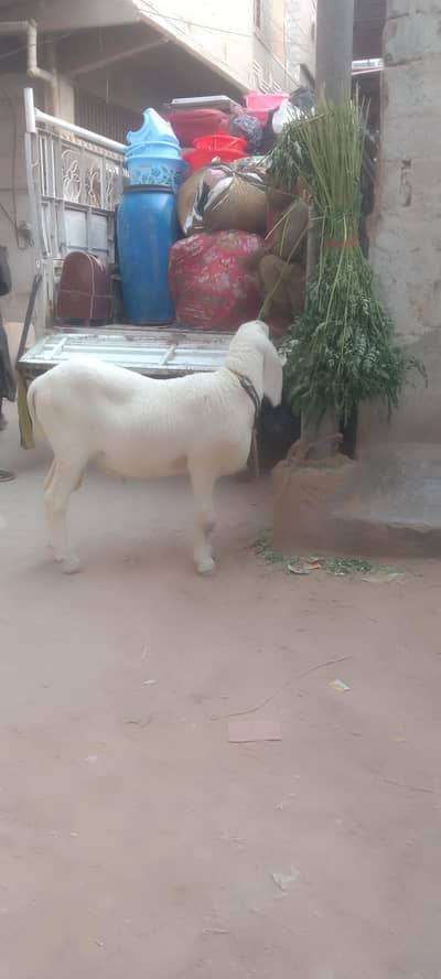 behtaren aala nasal ka dunba