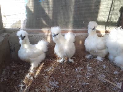 white silki breeder pair for sale