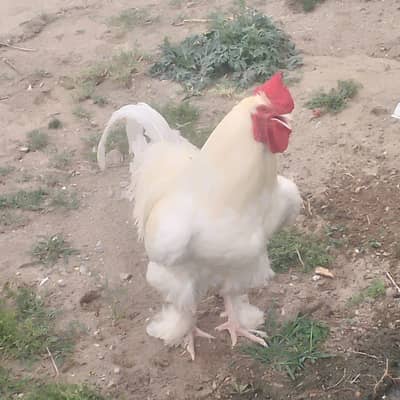 HEN with chicks for sale 300