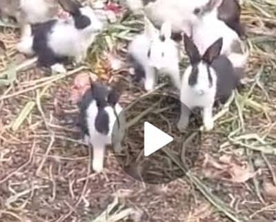 rabbit baby