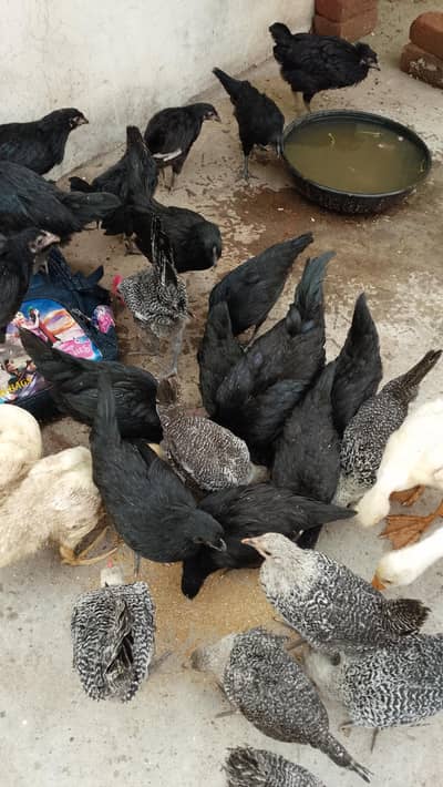Pure australorp breed for sale age 3 months