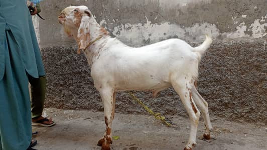 bakra qurbani makhi jena