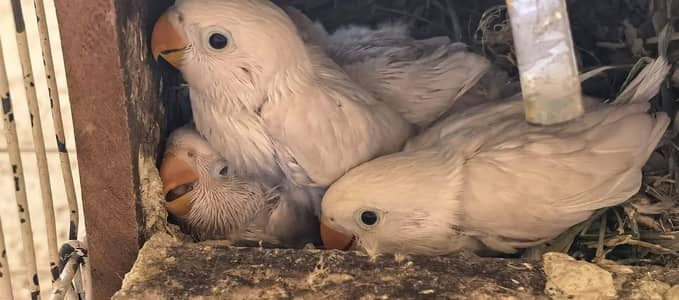 for sale love birds  per peice and per pair as you wish