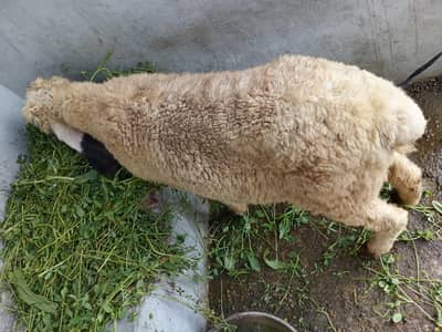 bakra