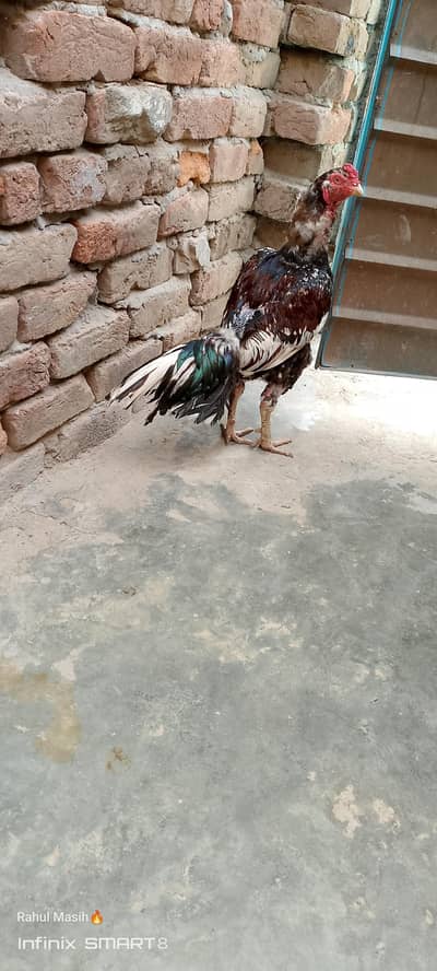 breeder murga for sale
