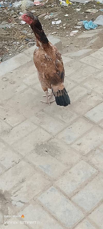 murgi for sale