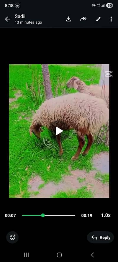 Dumba for qurbani