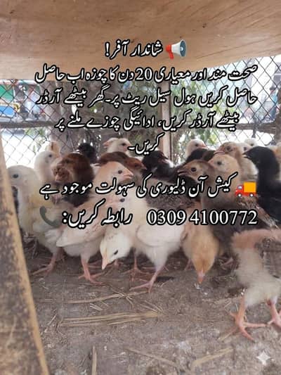 gulden Misri chicks 20 day old