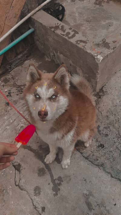 Siberian husky long coat