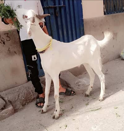 Doda bakra | sheep | Goat | Qurbani 2026 | mundra | chatra