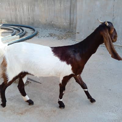 Kamori Bakra and Bakri