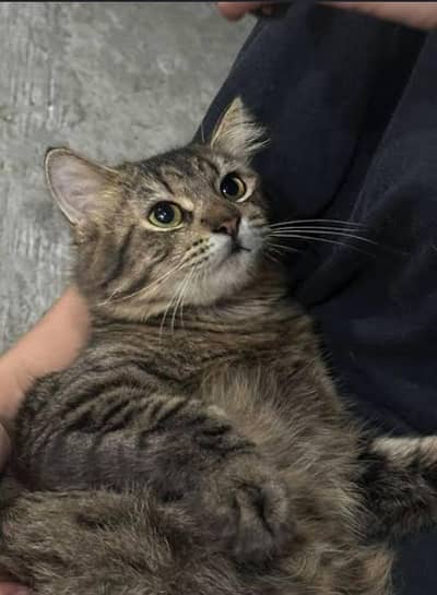 Cat Kitten