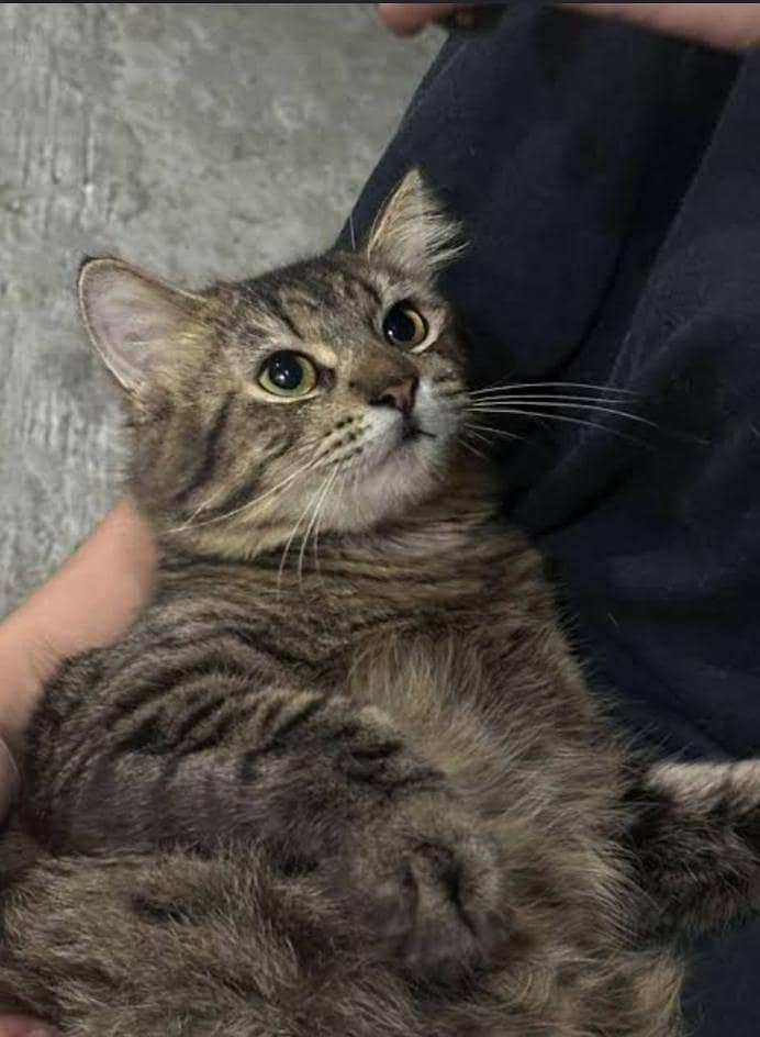 Cat Kitten 0