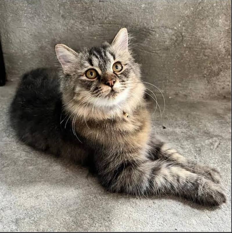 Cat Kitten 7