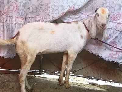 bakra ha
