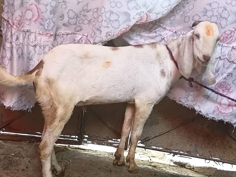bakra ha 1