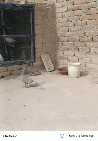Indian Lalbabd pair