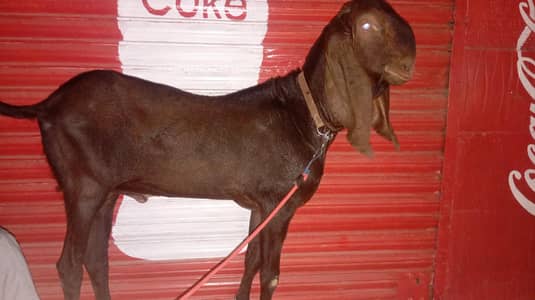 Nagra Bakra