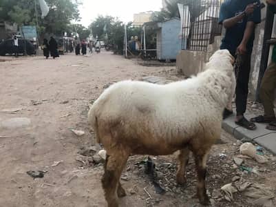 sheep
